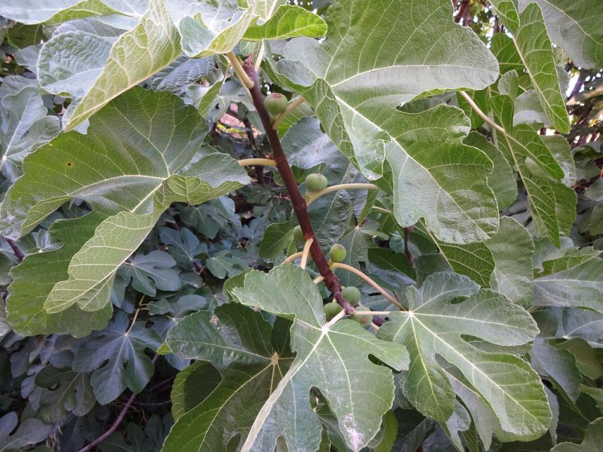 Fig Tree 1
Keywords: fig tree Auburn SRA