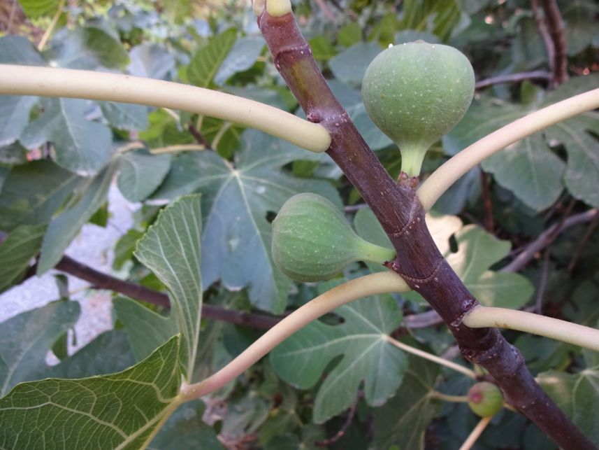 Fig Tree 2
Keywords: fig tree Auburn SRA