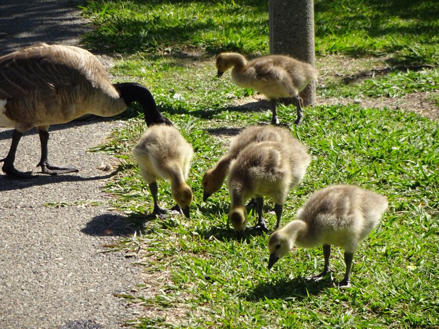 Keywords: Canadian geese