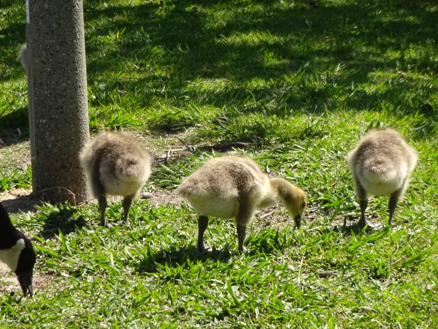 Keywords: Canadian geese