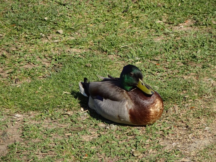 Keywords: mallard
