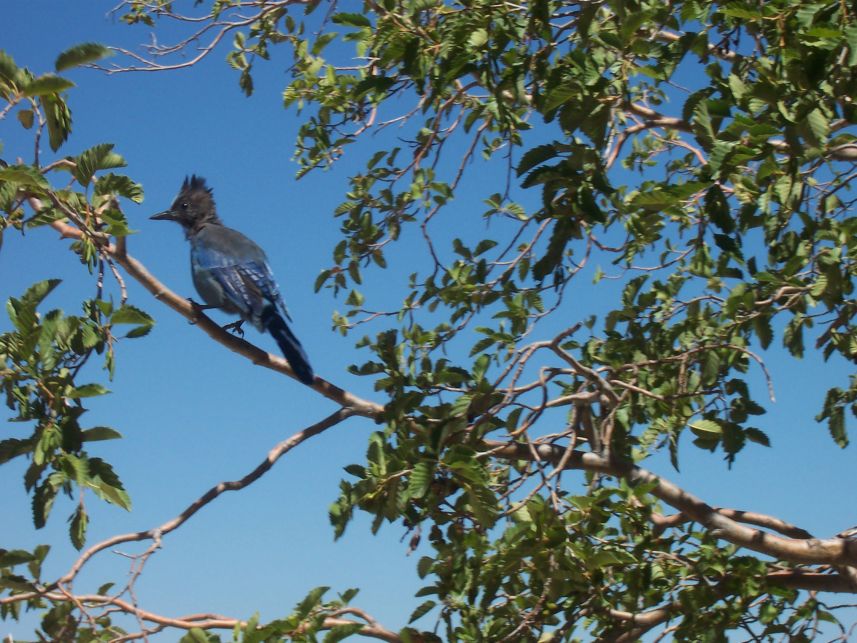 Blue Jay 1
Keywords: Blue Jay