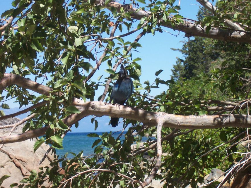 Blue Jay 2
Keywords: Blue Jay