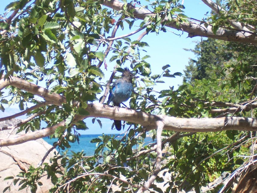 Blue Jay 3
Keywords: Blue Jay