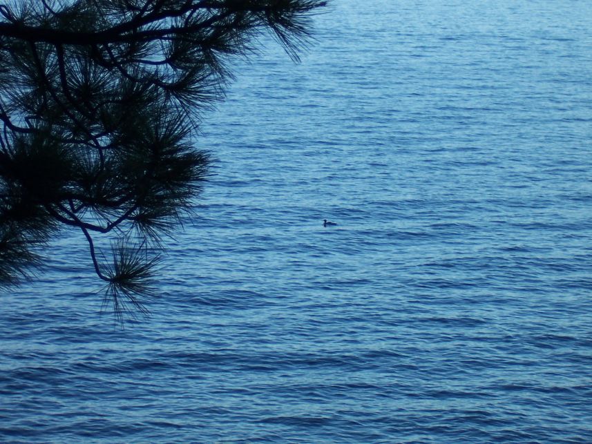 100_3988.jpg