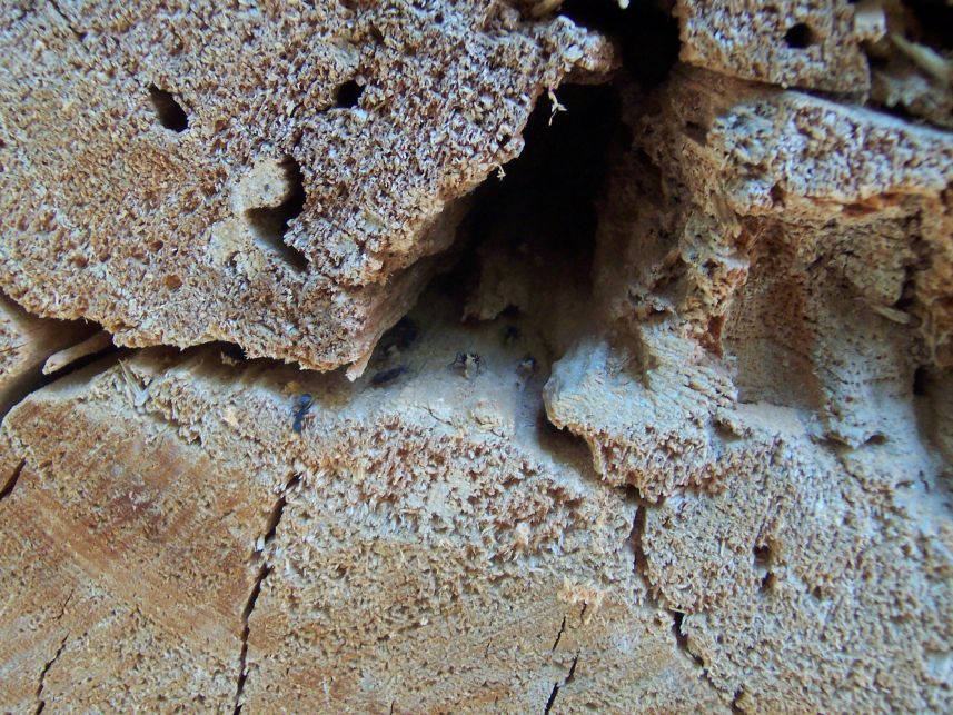 Ants
Keywords: ants