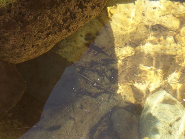 Keywords: salamander