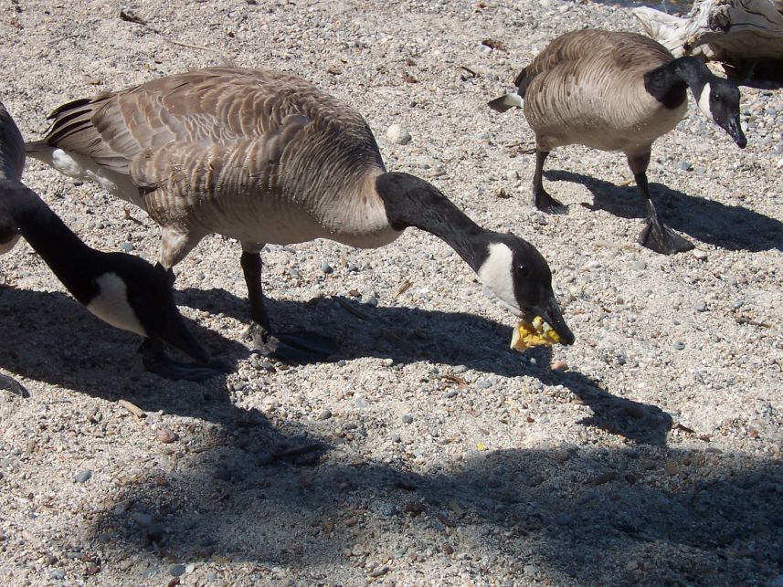 Keywords: Lake Tahoe Sugar Pine Canadian Geese