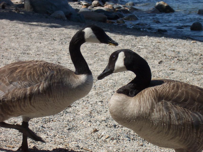 Keywords: Lake Tahoe Sugar Pine Canadian Geese