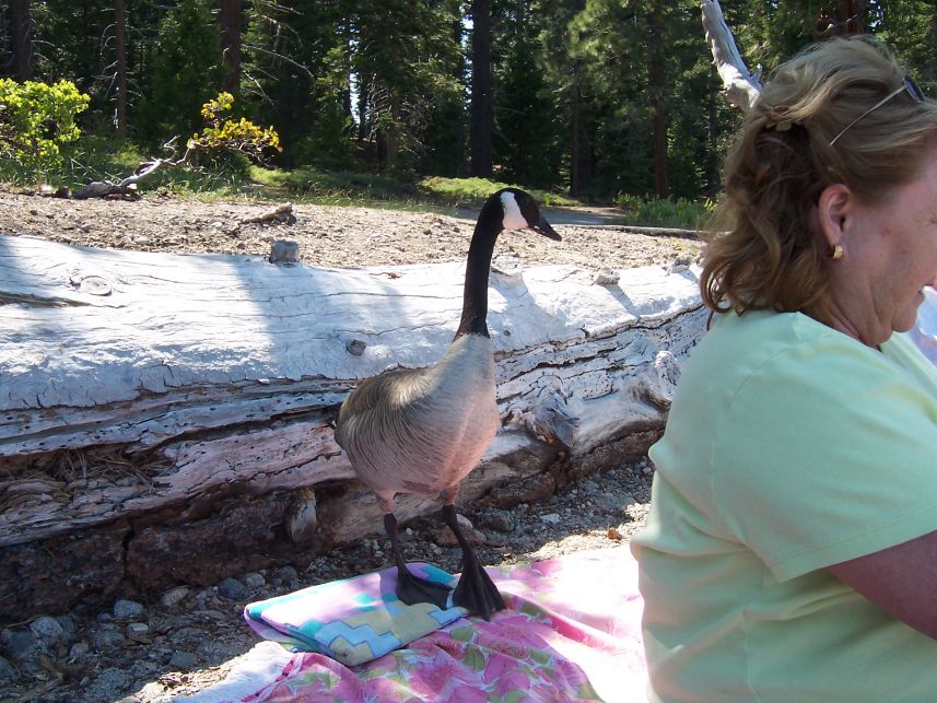 Keywords: Lake Tahoe Sugar Pine Margaret Canadian Geese