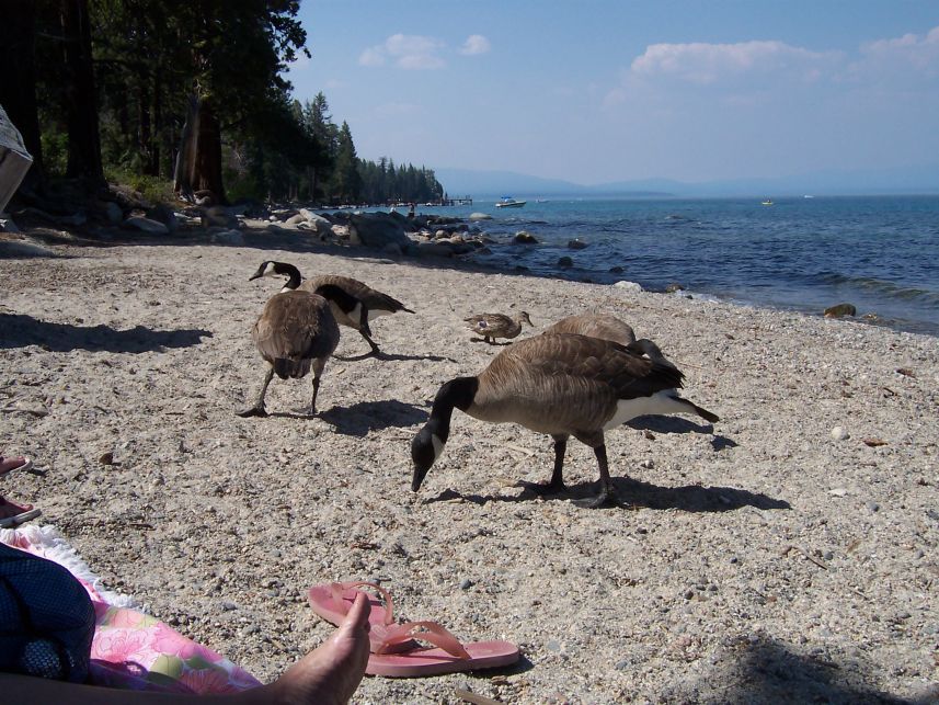 Canadian Geese
Keywords: Lake Tahoe Sugar Pine Canadian Geese