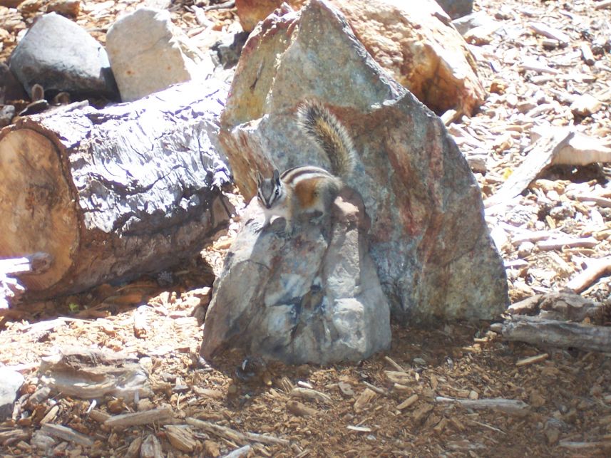Chipmunk 4
Keywords: chipmunk