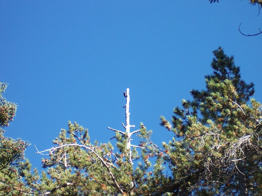 Woodpecker
Keywords: woodpecker
