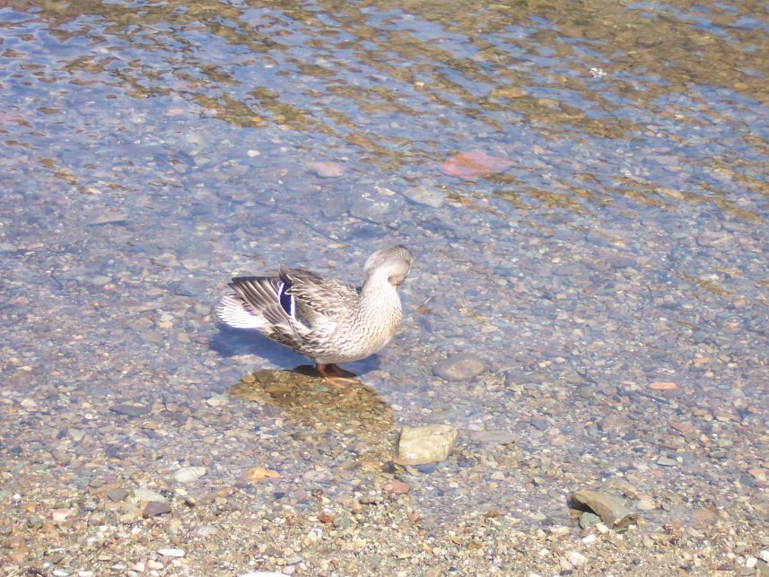 Keywords: duck