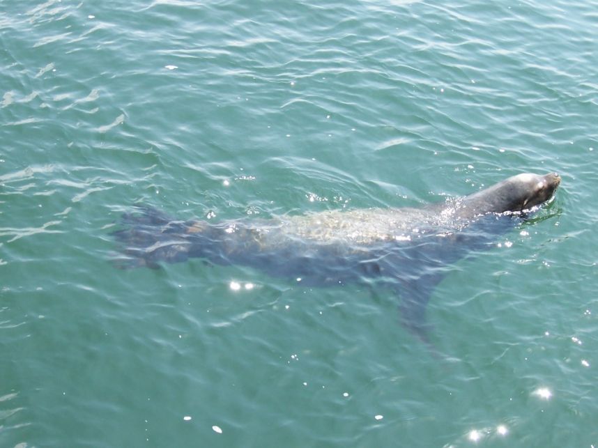 Keywords: seal