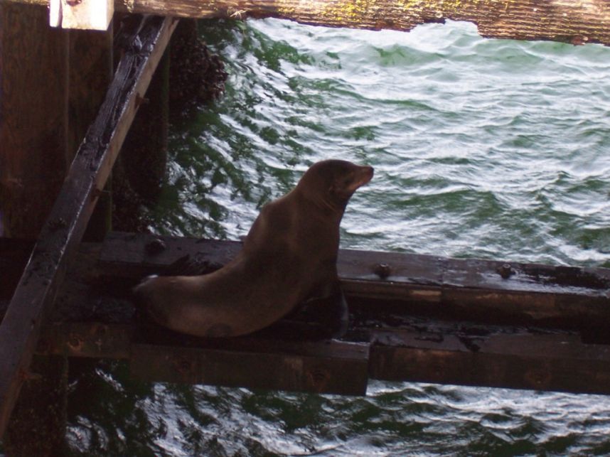 Keywords: seal