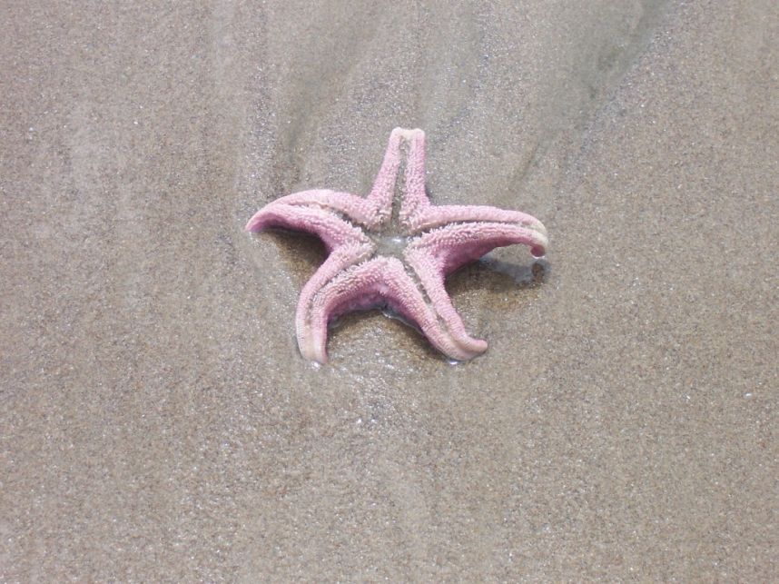 Keywords: starfish